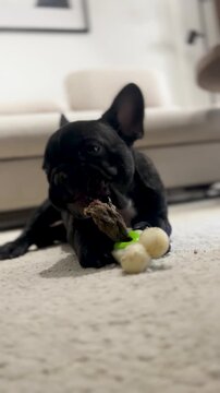 An authentic and cinematic close up of a black Frenchie puppy chewing on a treat toy in a minimalist home setting. Ideal for pet wellness and lifestyle content.
