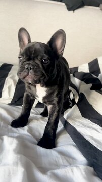 A cute black French Bulldog puppy stretches and licks its nose while sitting on a black and white striped bedsheet. Authentic lifestyle pet content.