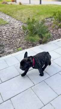 An authentic and cinematic shot of a cute black French bulldog puppy wearing a red collar walking along a stone walkway in a park. Great for pet wellness and lifestyle content.