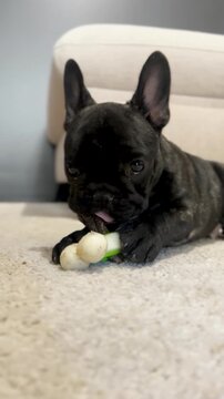 An authentic and cinematic close up of a cute black French bulldog puppy chewing on a white vegetable snack on a minimalist carpet. Perfect for pet wellness and healthy lifestyle content.