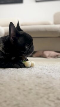 An authentic and cinematic close up of a cute black French bulldog puppy chewing on a toy while lying on a white carpet in a minimalist home setting.