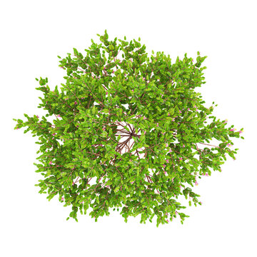 collection of Native fuchsia plant on transparent canvas from the top view
