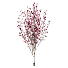 collection of Newport flowering plum plant on transparent canvas © Fouzia
