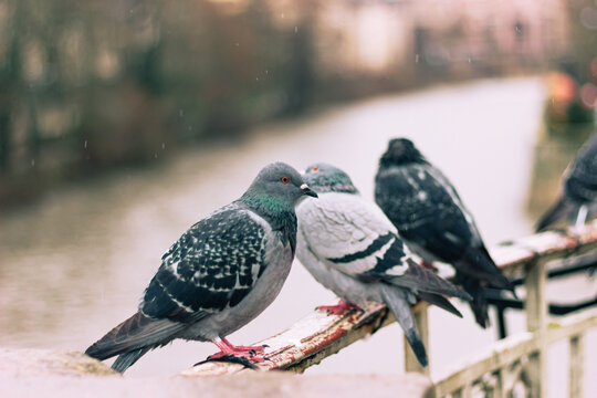 Pigeons sitting together on a bridge.