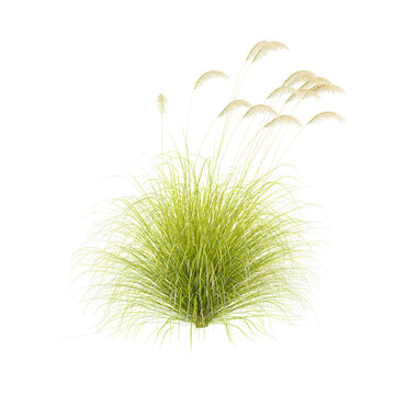 collection of toetoe grass plant on transparent canvas