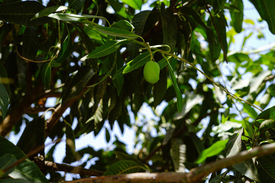 Raw unripen mango is hanging from the tree.