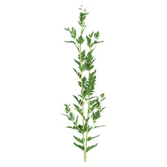 Fototapeta premium Green Nicotiana tabacum plant isolated on Canvas