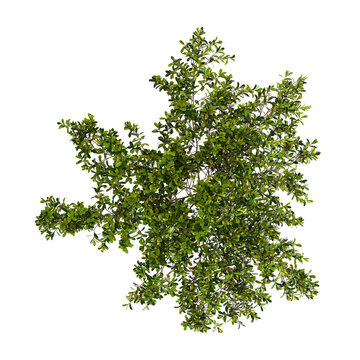 Isolated Bearberry plant on transparent canvas from the top view