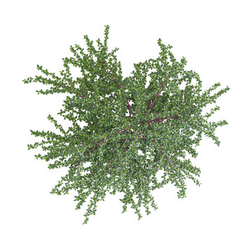 Isolated Coral beauty cotoneaster plant on transparent canvas from top view