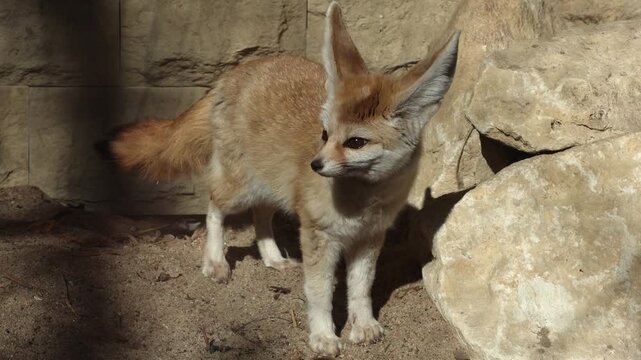 Fennec fox with large ears stands on sandy ground near rocks, displaying curious behavior in a natural habitat setting under bright sunlight
