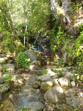 Peque&ntilde;o arroyo de agua clara fluyendo entre rocas y &aacute;rboles en un bosque soleado