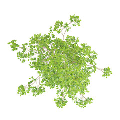 Fototapeta premium Isolated Italian alder plant on transparent canvas from top view