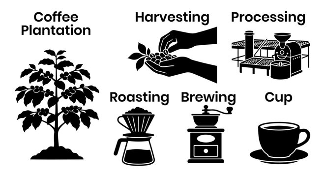 Coffee production process infographic silhouette design vector.
