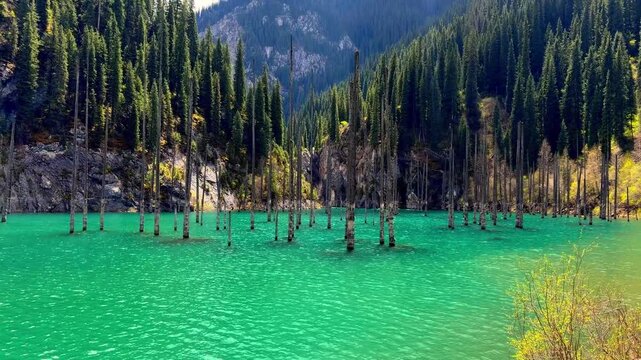 Lake Kaindy underwater forest dead trunks rising from crystal clear water nature Kazakhstan

