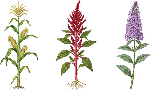 Botanical Plant Collection Featuring Corn Stalk, Celosia Flower, and Lilac Blossom Garden Plants in Detailed Nature Vector Illustration Style