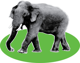 Fototapeta premium Elephant front view, halftone texture, black background, green oval ground. art collage