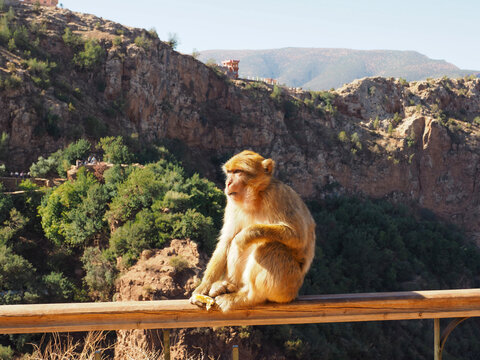 Monkey at Ouzoud waterfalls in Morocco