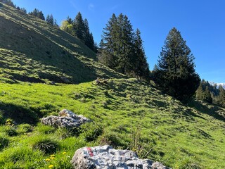 Alpine meadows and pastures on the slopes of the Uri Alps mountain massif and in the alpine valley Melchtal - Canton of Obwalden, Switzerland (Kanton Obwald, Schweiz) © Mario