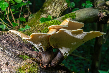 Naklejka premium Cerioporus squamosus, also known as Pheasant's back mushrooms and dryad's saddle, is a basidiomycete bracket fungus found growing on dead trees