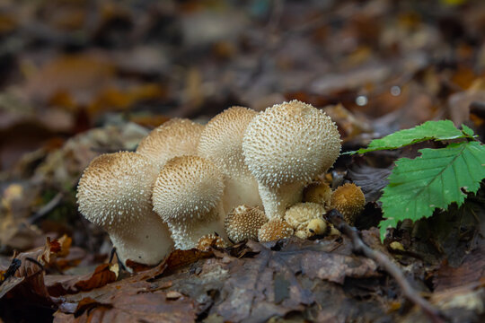 A detailed view of a Lycoperdon perlatum mushroom, also known as the common puffball, sitting on the forest floor. Its textured, round shape contrasts with the earthy surroundings