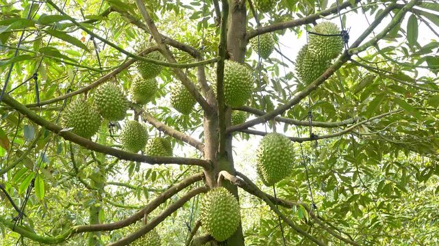 Protective techniques for abundant Ri6 durian fruits on tree in a Vietnamese orchard.