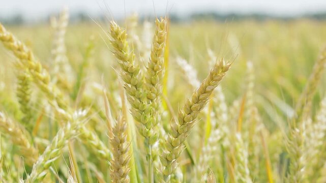 Close-up of ripe wheat ears in a field, golden grain spikes softly swaying in sunlight with shallow depth of field in agricultural landscape