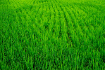Obraz premium Full Frame Texture of Vibrant Green Rice Paddy Fields in Summer