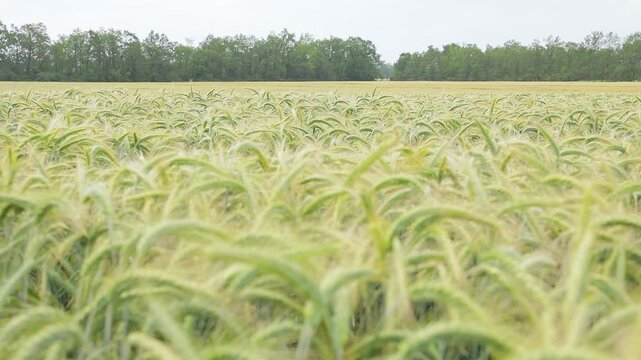 Wide view of a dense wheat field with green and slightly ripening ears, uniform agricultural crop growing under natural daylight