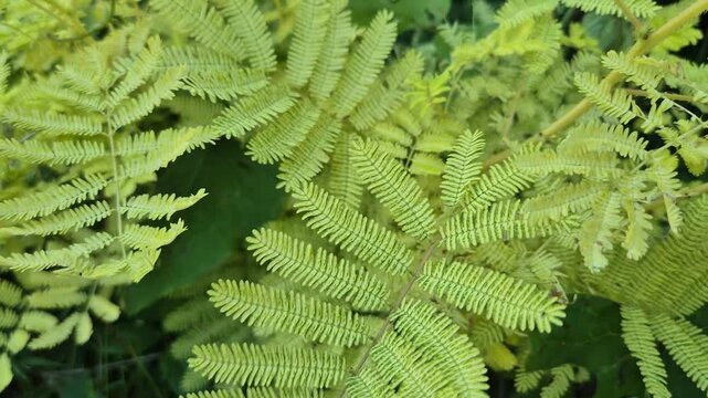 Close-up of Beautiful Vibrant Yellow-Green Pinnate Leaves in Natural Light