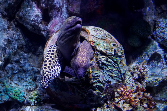 three Moray eels sharing a single crevice within a decorative, barnacle-encrusted jar in an underwater environment