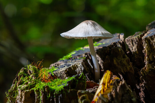 Exploring the delicate beauty of Psathyrella and Mycena galericulata mushrooms in a serene forest setting