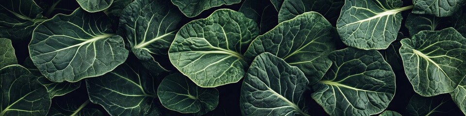 Obraz premium High Angle Close-Up of Dark Green Collard Greens Leaves Showcasing Rich Textures and Veins in Studio