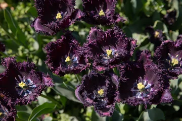 Fototapeten Tulpen Dark purple tulips blooming in a spring flower field with dramatic rich colors and soft natural light. Perfect for floral backgrounds, luxury garden themes, botanical design, spring wallpapers, and el  © Tatsiana