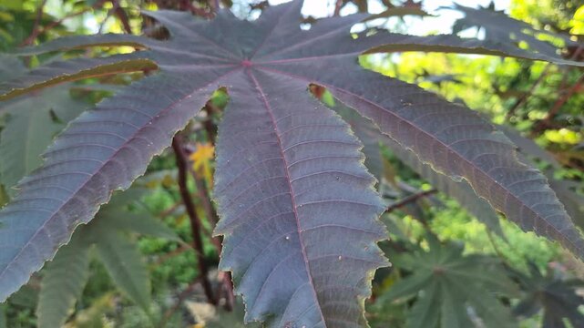 Castor Bean Plant Ricinus Communis with Reddish Leaves and Spiky Seed Pods