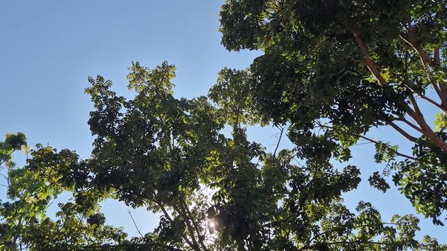 Bright Sunlight Peeking Through Lush Green Tree Canopy with Beautiful Lens Flare