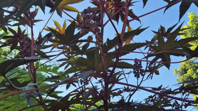 Castor Bean Plant Ricinus Communis with Reddish Leaves and Spiky Seed Pods Against Blue Sky