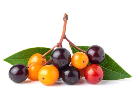 Assorted hackberry fruits and green leaves on white