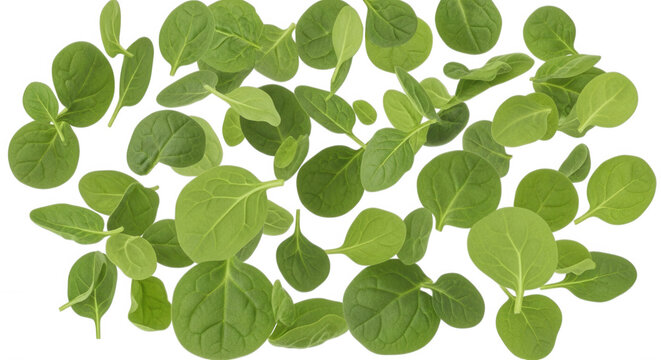 Fresh green baby spinach leaves scattered randomly against a solid black background creating a flat lay pattern of raw organic salad greens