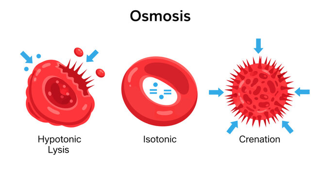 Red Blood Cells Osmosis Reaction Diagram Illustration