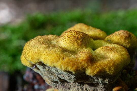 Massive yellow-brown fungus known as Phaeolus schweinitzii growing on a tree in a forest setting during daytime