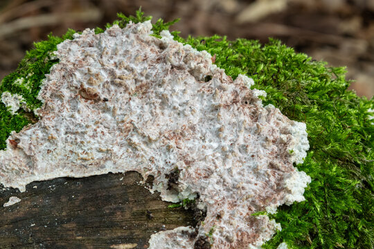 Light crust fungus Schizopora paradoxa growing on wood surrounded by moss in a forest during spring