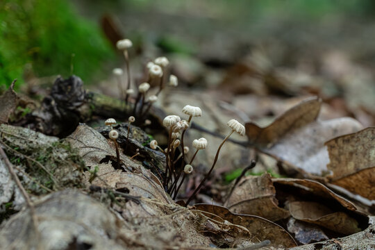 Small Marasmius rotula mushrooms grow on the forest floor among fallen leaves in a natural setting