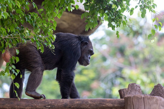 A chimpanzee walks along a thick wooden log under the shade of green leaves in a nature park.