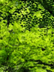 Fototapeta premium Fresh green maple leaves with soft bokeh background at Kurama Temple Kyoto Japan