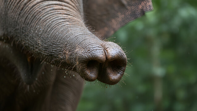 Close up of elephant trunk outdoors.
