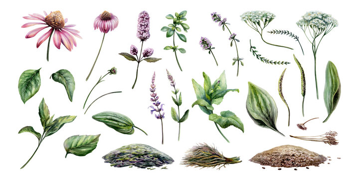 Herbal pharmacy watercolor set of medicinal plants. Echinacea, sage, mint, plantain and yarrow for pharmaceutical packaging design, apothecary herbal tea labels and organic medicine graphics