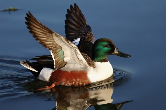 Male Northern Shoveler duck with green head swims on pond water. Bird shows colorful plumage white chest orange sides raising wings, natural habitat background.