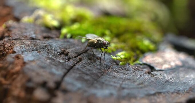 Macro - A fly in the forest.