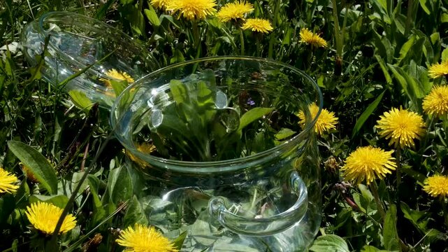 Outdoor cooking on nature, a glass pot rests among blooming dandelions on fresh green grass, creating a calm rustic spring atmosphere in warm sunlight