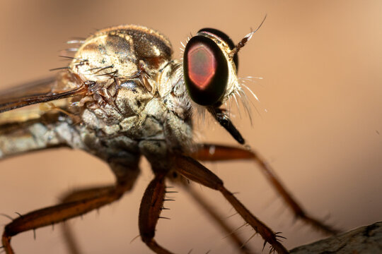 Extreme macro portrait of a robber fly showing intricate details of its compound eyes and bristles.